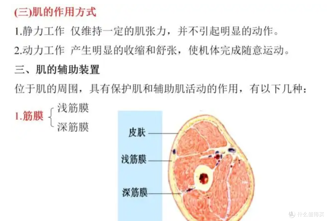 筋膜枪怎么选？不容错过的五款产品，入手不亏